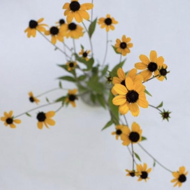 Rudbeckia 'Filou' Seeds