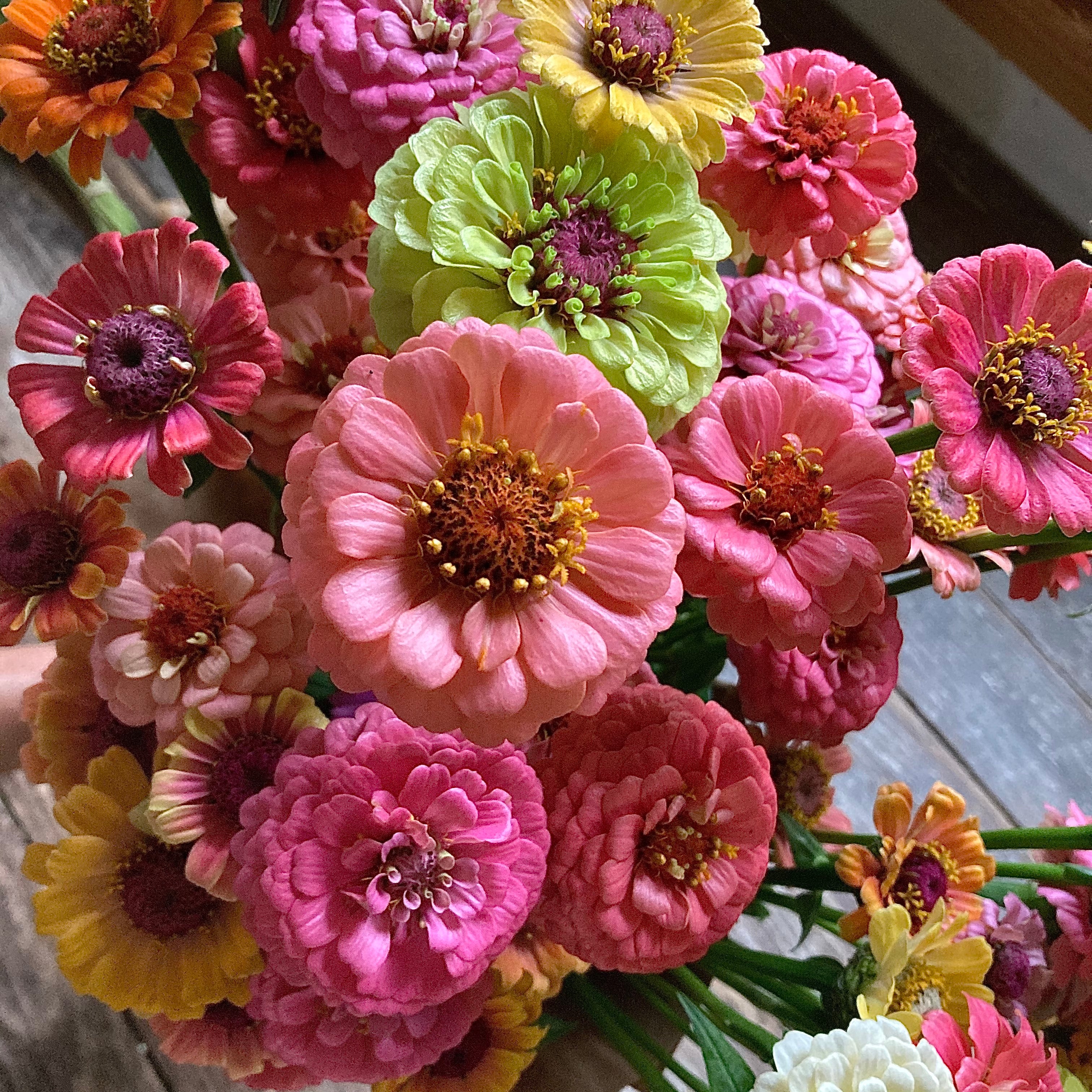 Zinnia 'Oklahoma Series Mix' Seeds