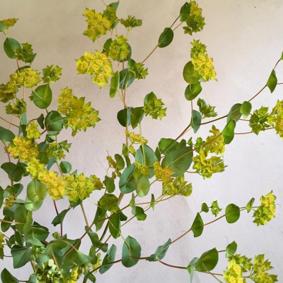 Bupleurum ‘Garibaldi’ Seeds