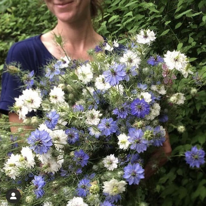 Nigella 'Miss Jekyll Mix' Seeds