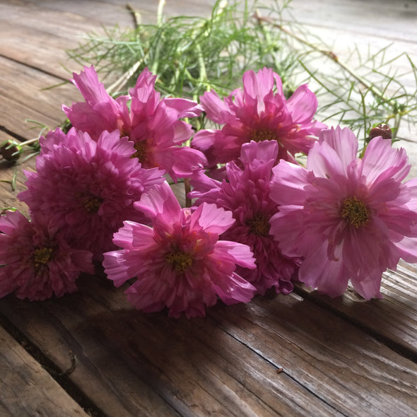 Cosmos 'Double Dutch Rose' Seeds