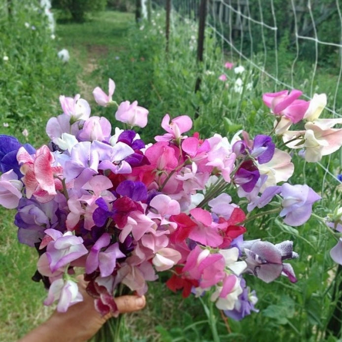 Sweet Pea 'Winter Elegance' Seeds