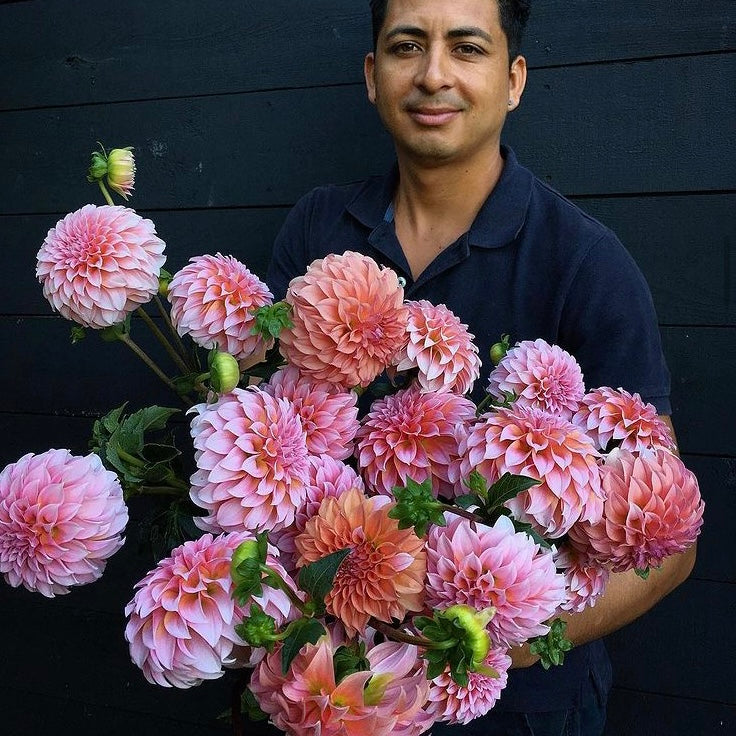Fresh Cut Flowers Shipped || Peaches n' Cream Dahlias