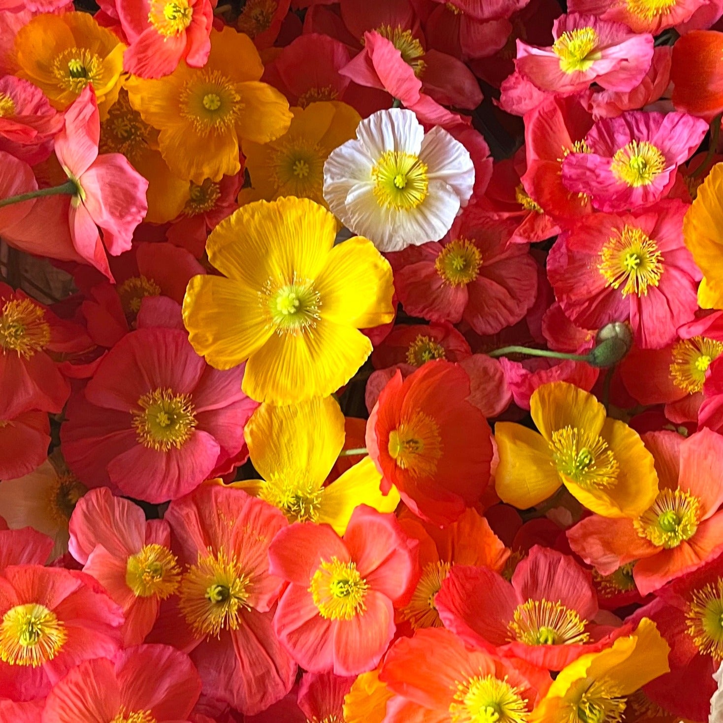 Fresh Cut flowers shipped || Icelandic Poppies 'Brights Mix'