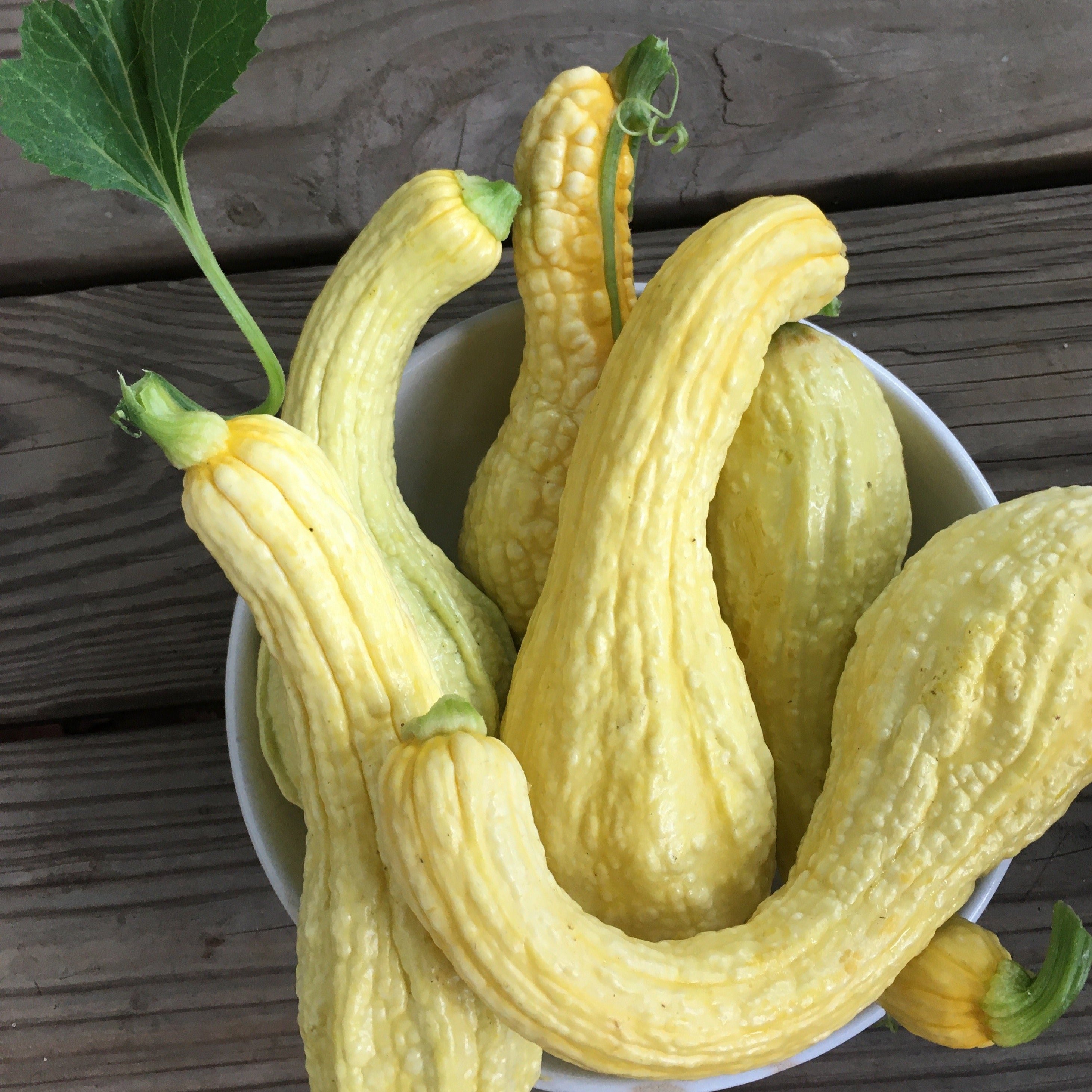 Squash 'Crookneck Summer'