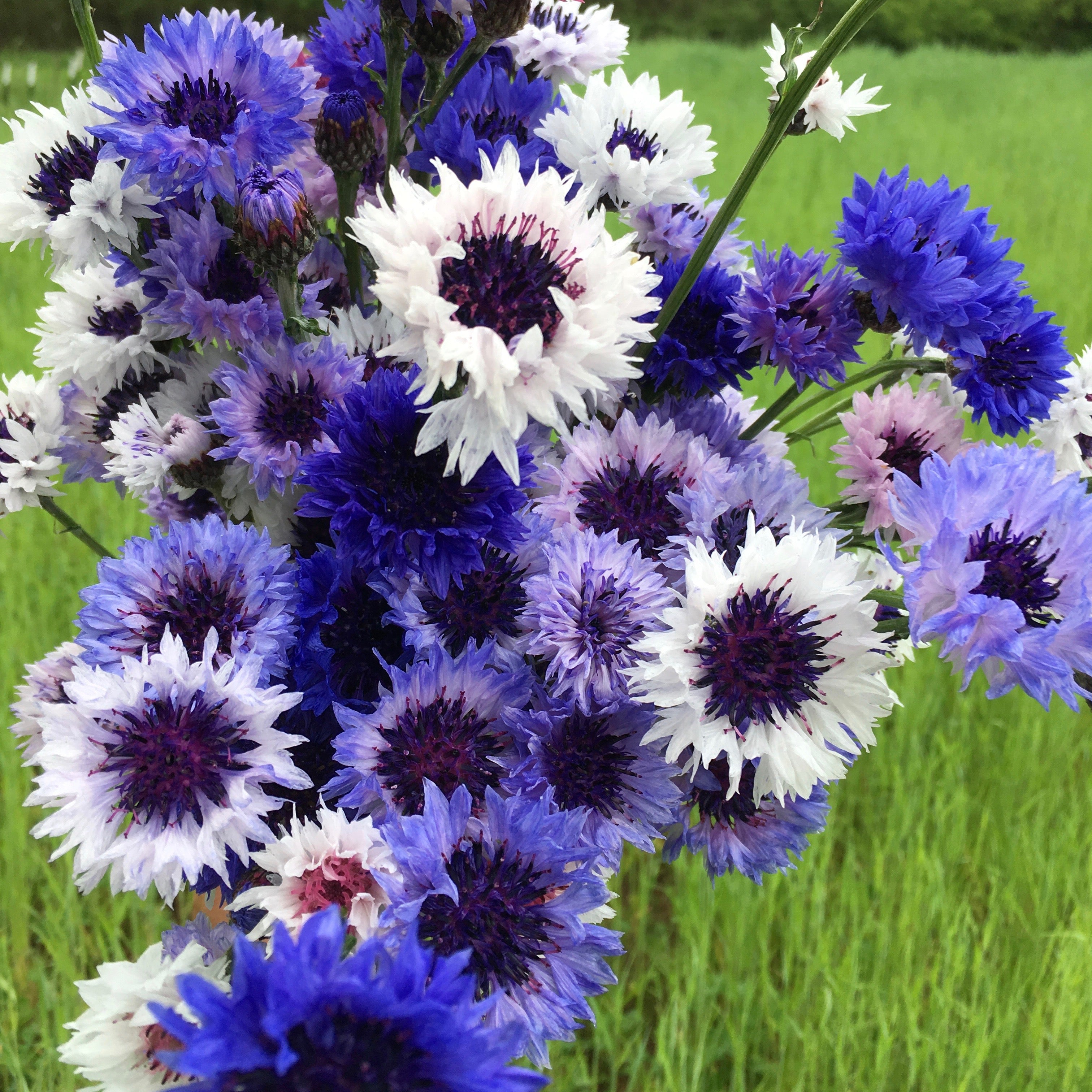 bachelor button flower seeds Bachelor's Buttons 'Classic Fantastic' Seeds