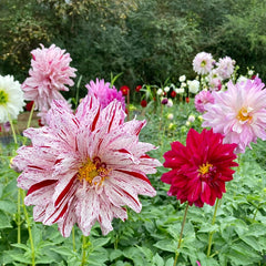 Dahlia Tubers Shipped || AC Paint (5 Tubers/Order)