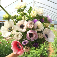 Fresh Cut Flowers Shipped || Cute and Short Jewel Anemones (more stems!)
