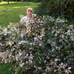 Eleagnus || Wholesale Shipped