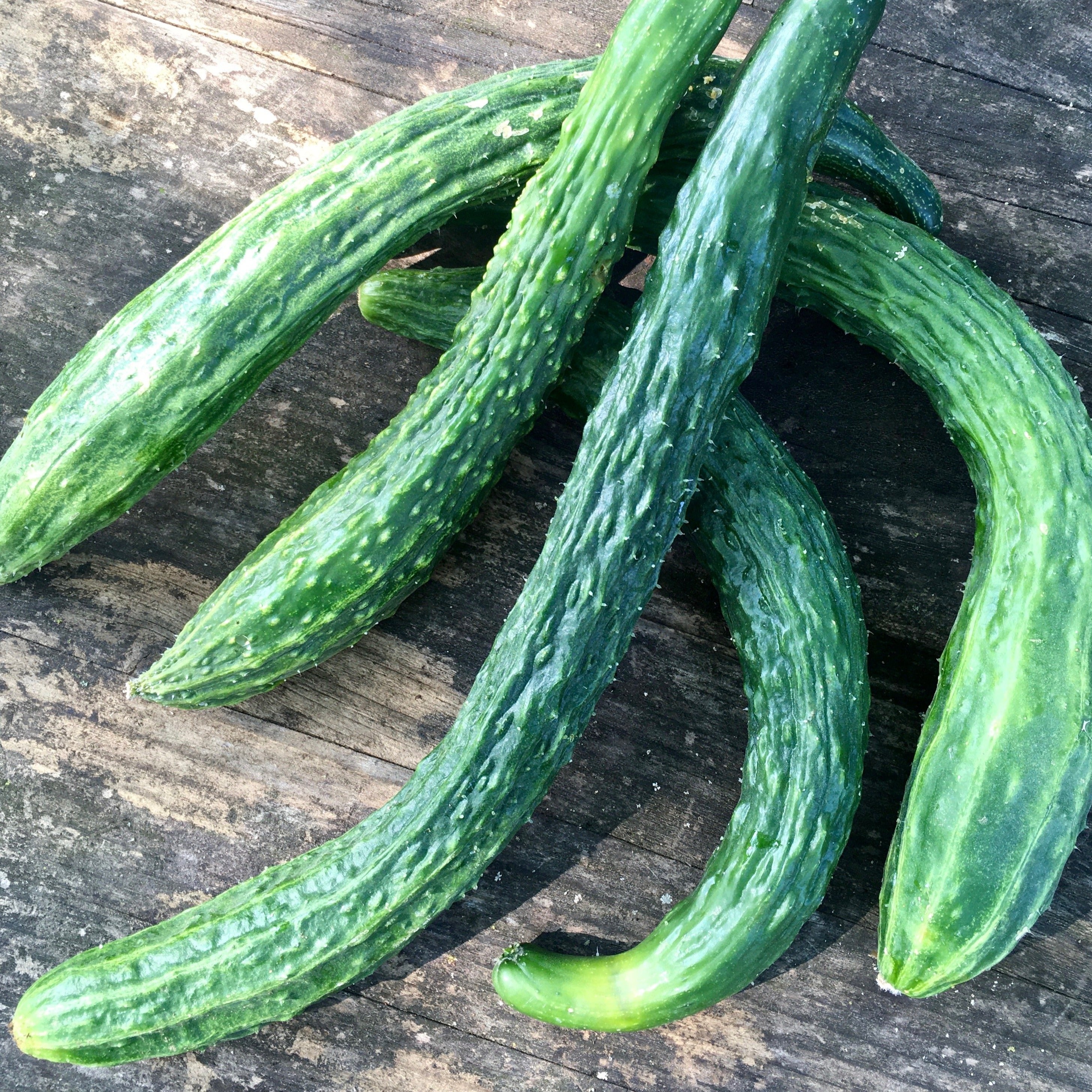 Cucumber 'Suyo Long'