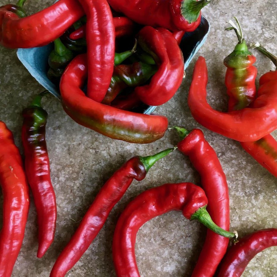 Sweet Pepper || Jimmy Nardello