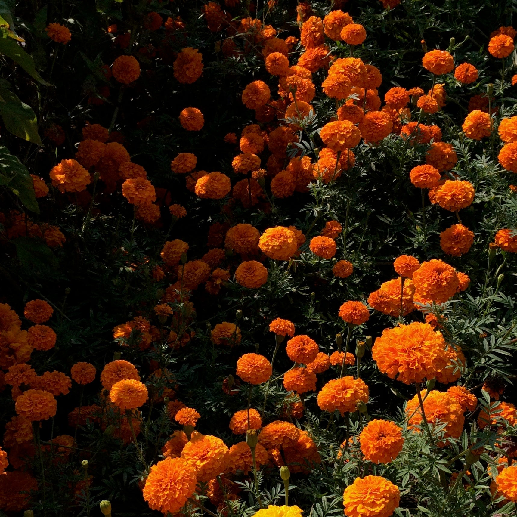 rs3 marigold seed Marigold 'Chedi Orange' Seeds – 3 Porch Farm