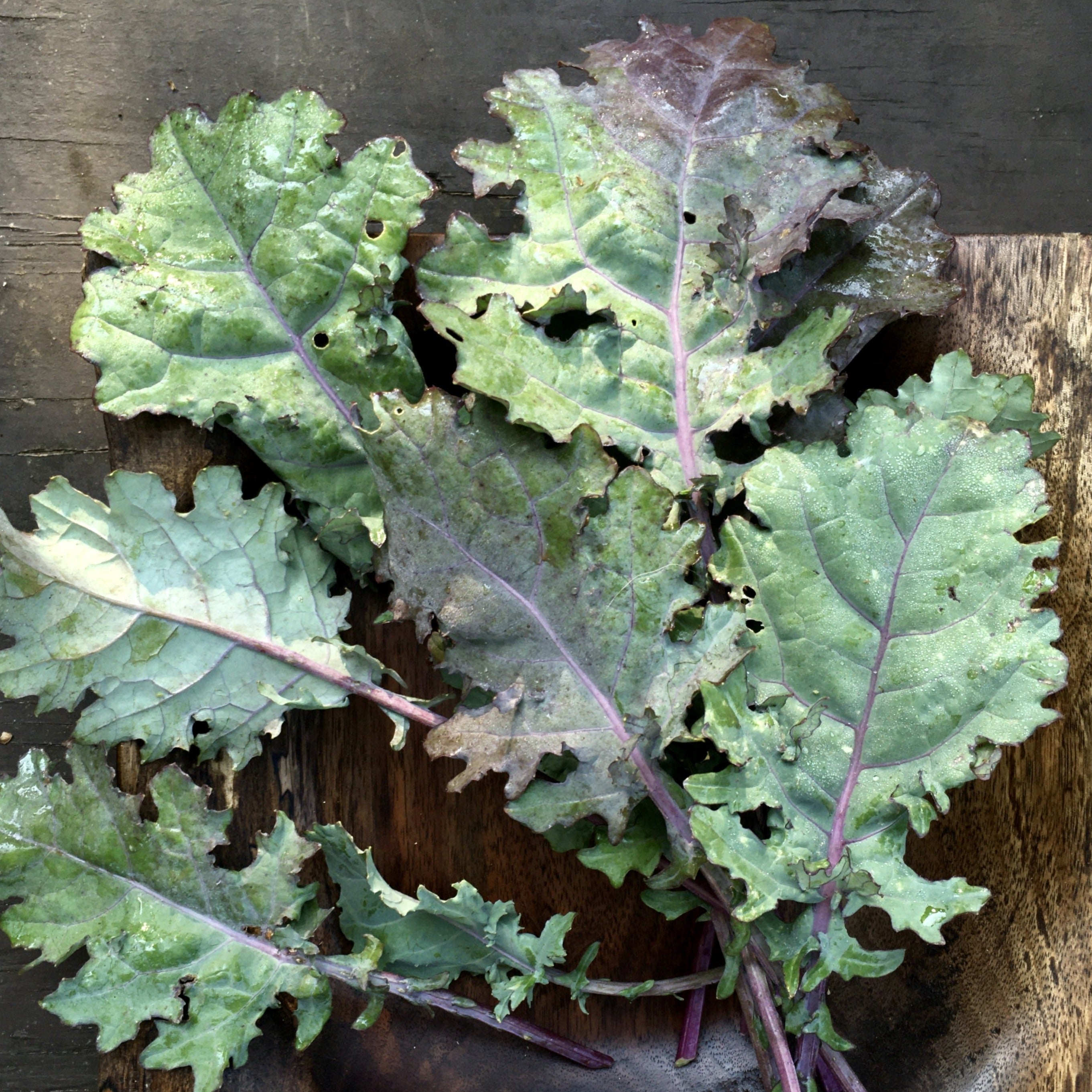 Kale 'Red Russian'