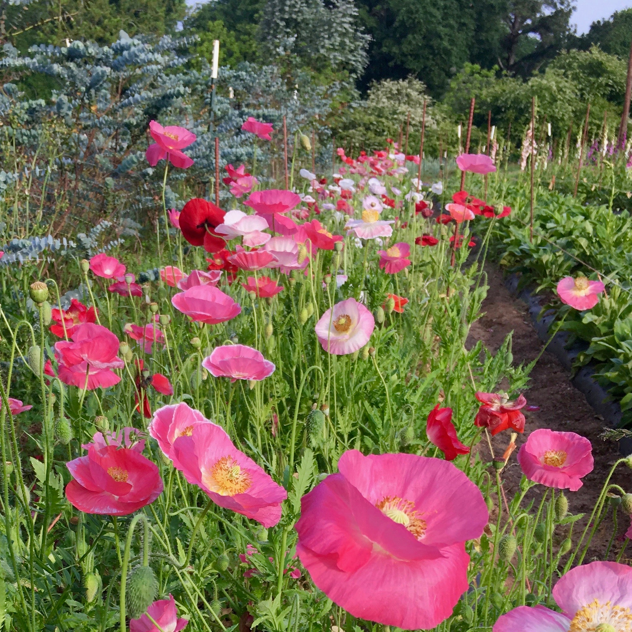 Poppy 'Falling in Love' Seeds