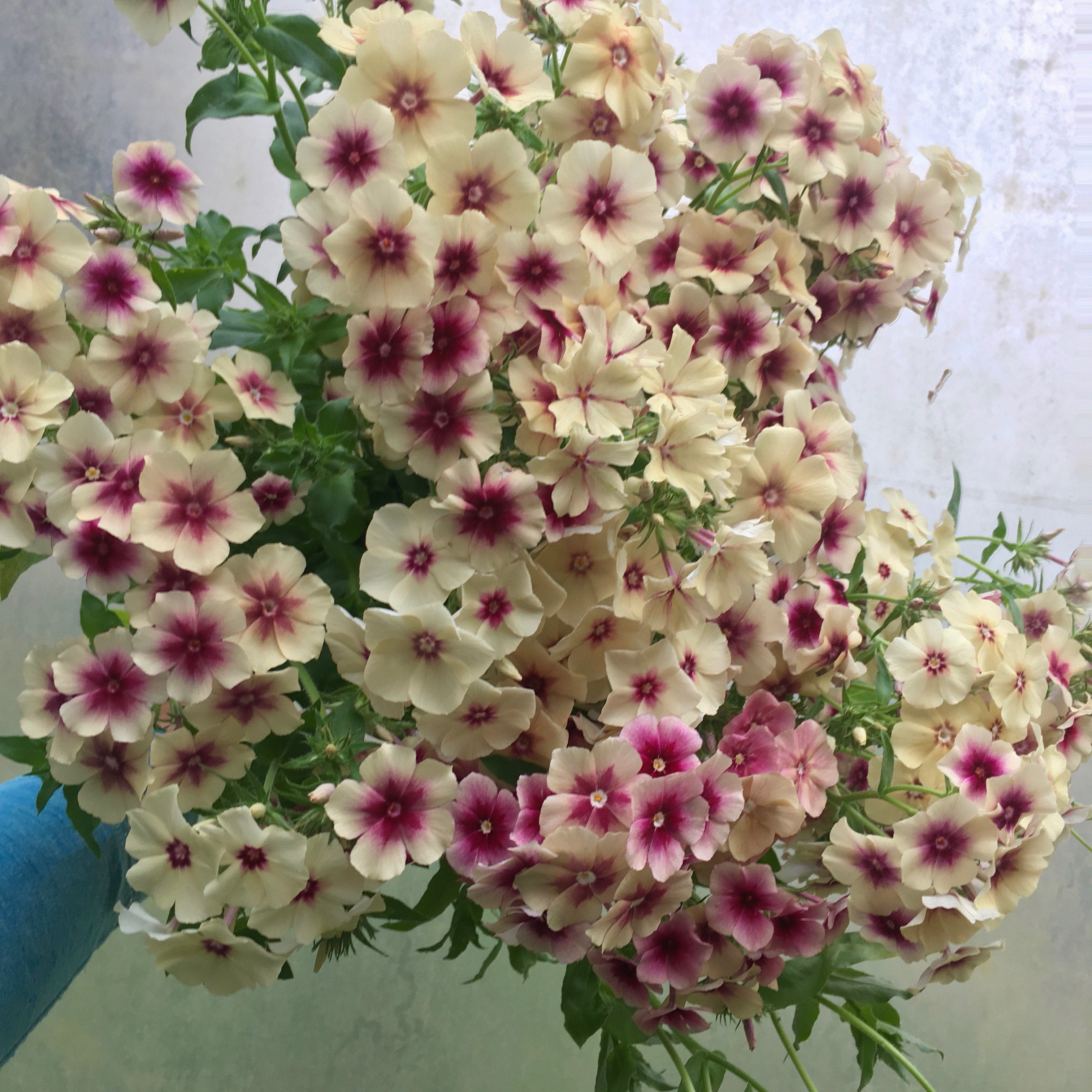 Phlox 'Cherry Caramel' Seeds