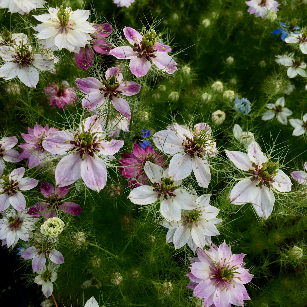 Nigella 'Persian Mulberry Rose' Seeds