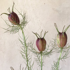 Nigella 'Love-in-a-Mist Mix' Seeds