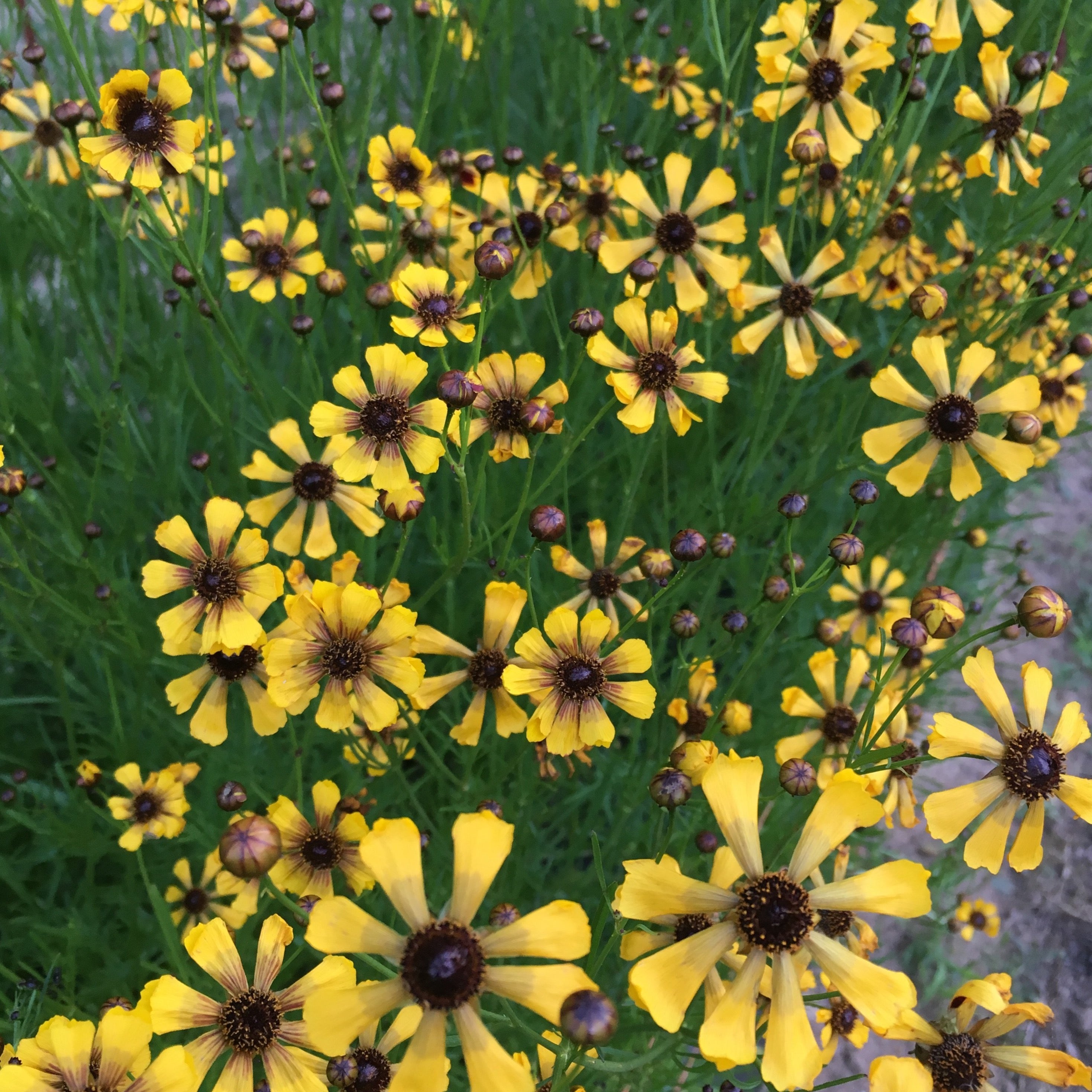 Coreopsis tinctoria 'Sea Shells Mix' seeds – 3 Porch Farm