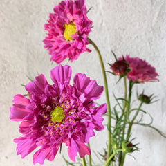 Cosmos 'Double Click' Mix Seeds