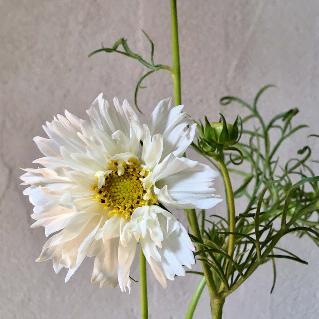 Cosmos 'Double Dutch White' Seeds