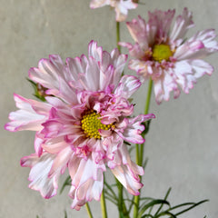 Cosmos 'Double Click' Mix Seeds