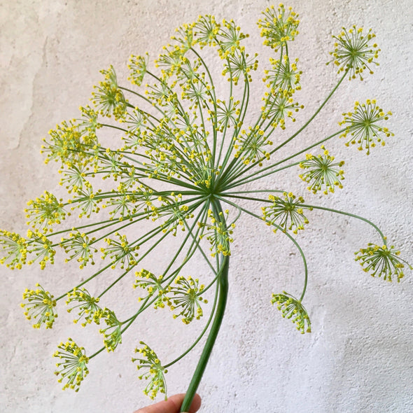 Herbs || Dill 'Bouquet'