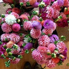 Fresh Cut Flowers Shipped || Dahlia Farmers Mix