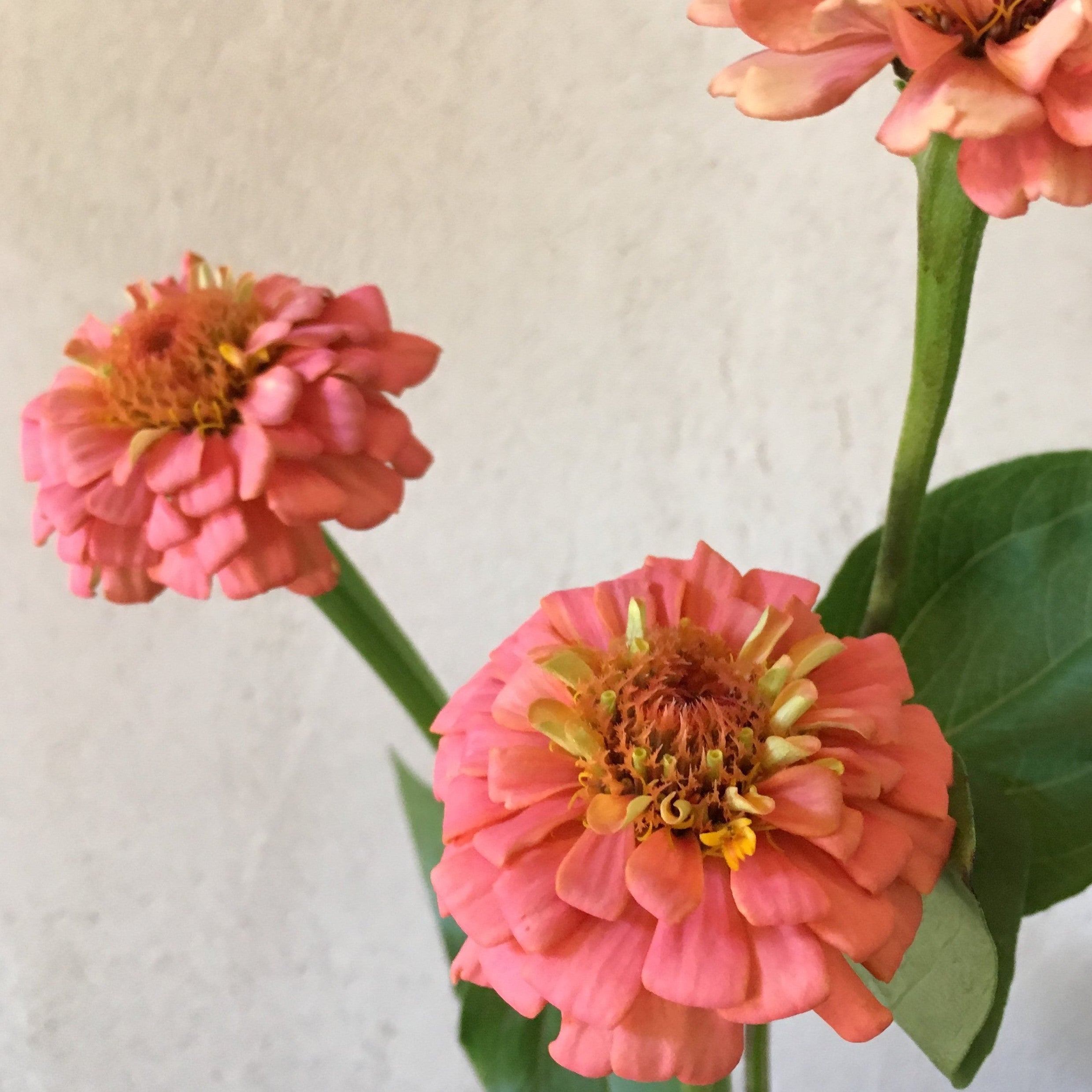 Oklahoma Salmon Zinnia Seed Packet