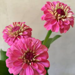 Zinnia 'Oklahoma Series Pink' Seeds