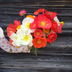 Fresh Cut flowers shipped || Icelandic Poppies