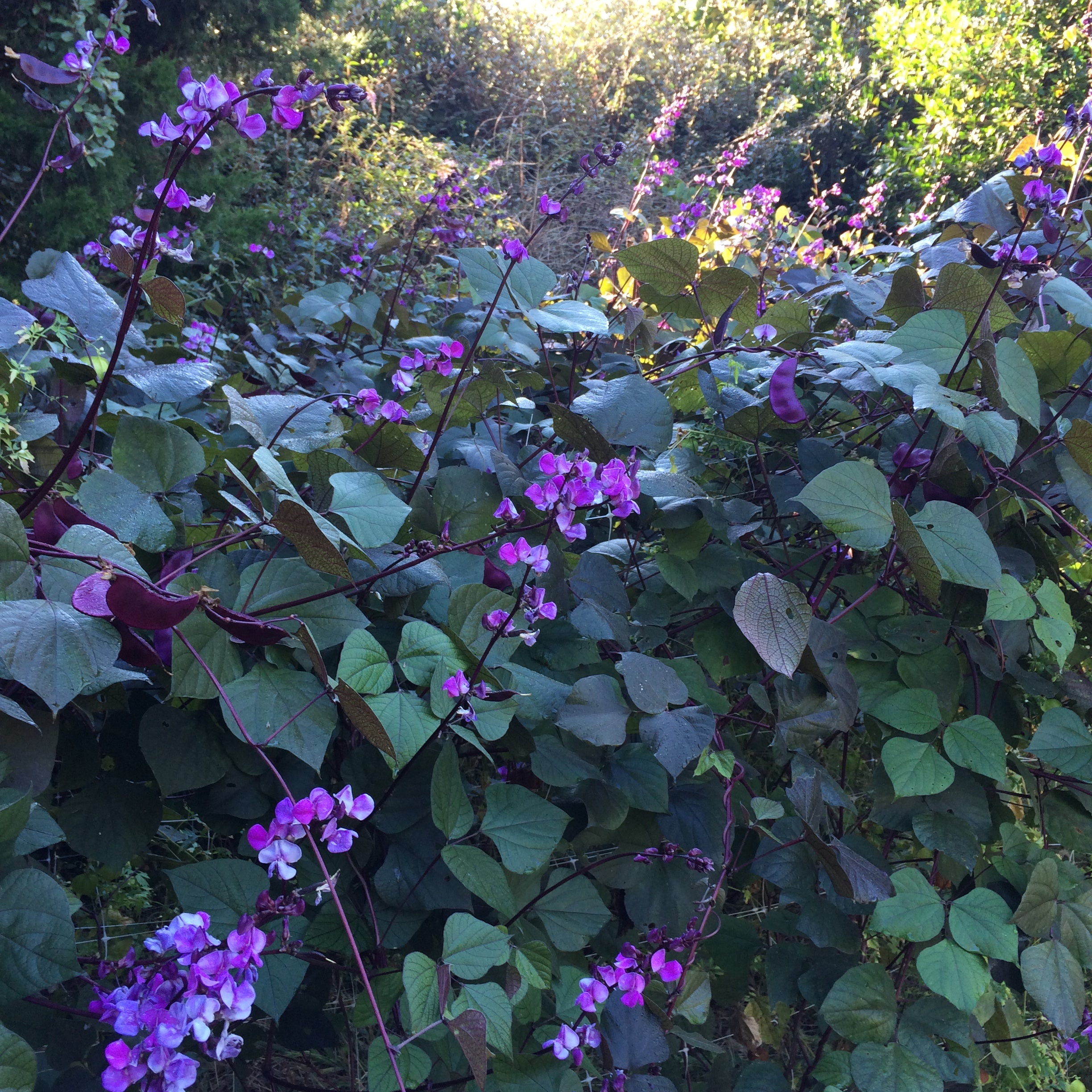 hyacinth bean plant seeds Hyacinth Bean Vine 'Ruby Moon' Seeds
