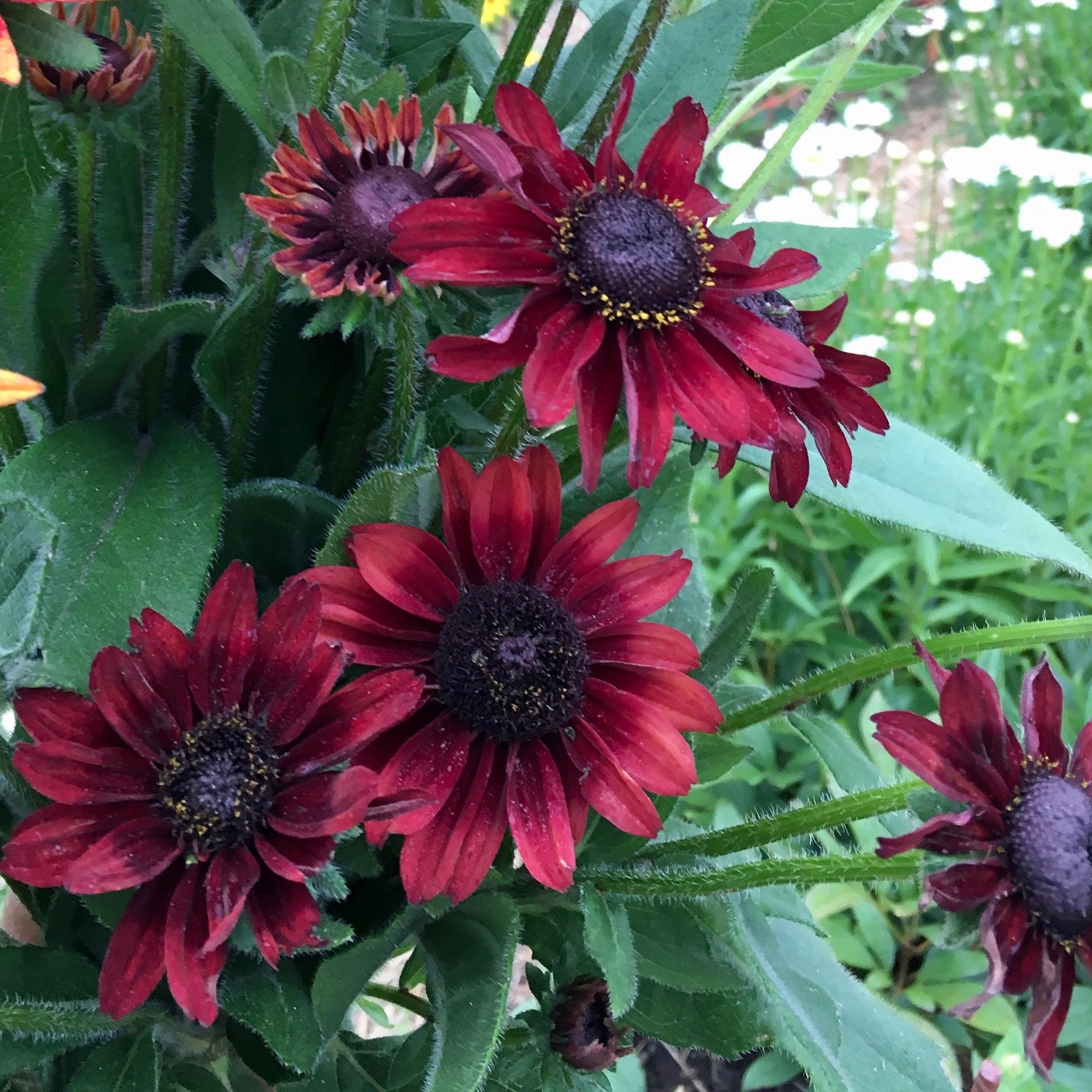 Rudbeckia 'Cherry Brandy'