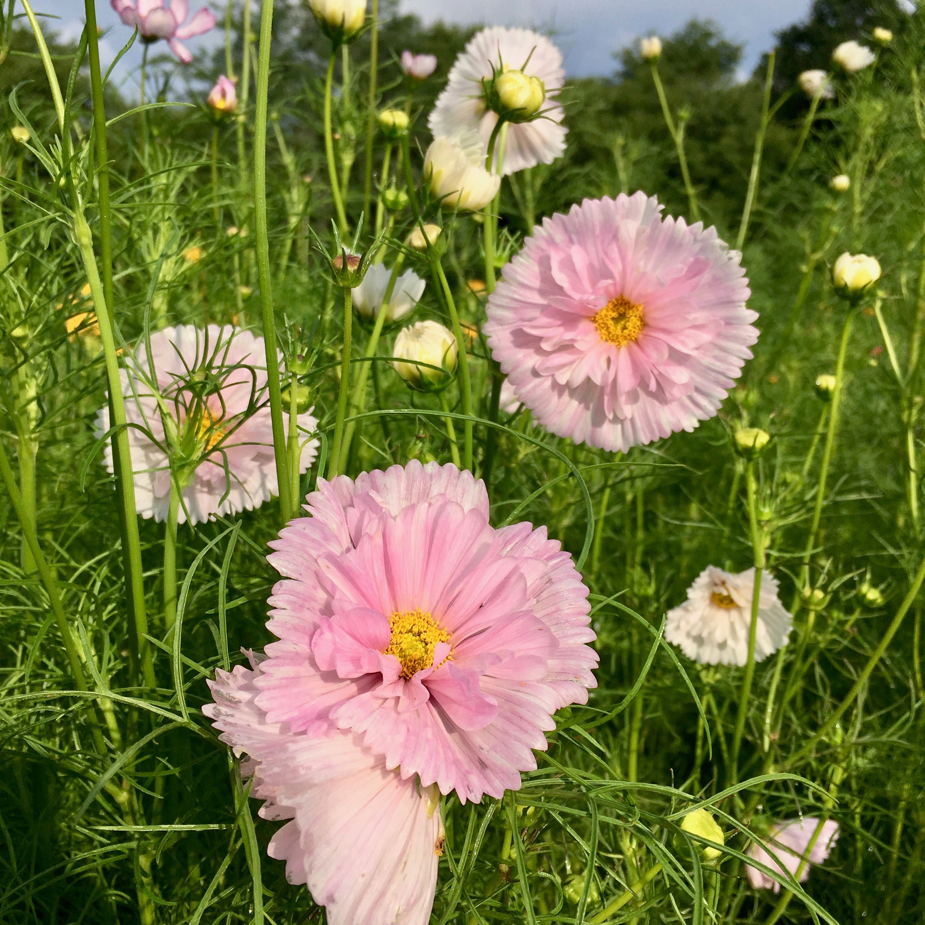 cup and saucer flower seeds Cosmos 'Cup & Saucer Pastel Mix' Seeds