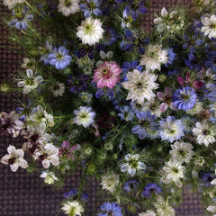 Nigella 'Love-in-a-Mist Mix' Seeds
