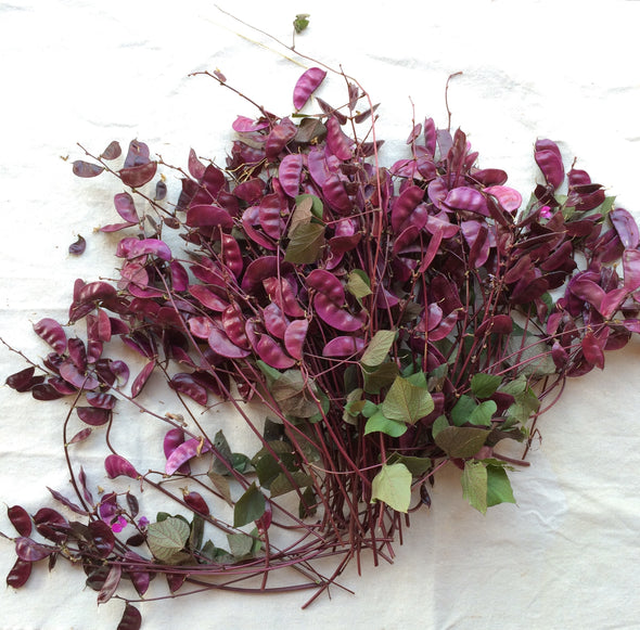Hyacinth Bean Vine 'Ruby Moon' Seeds
