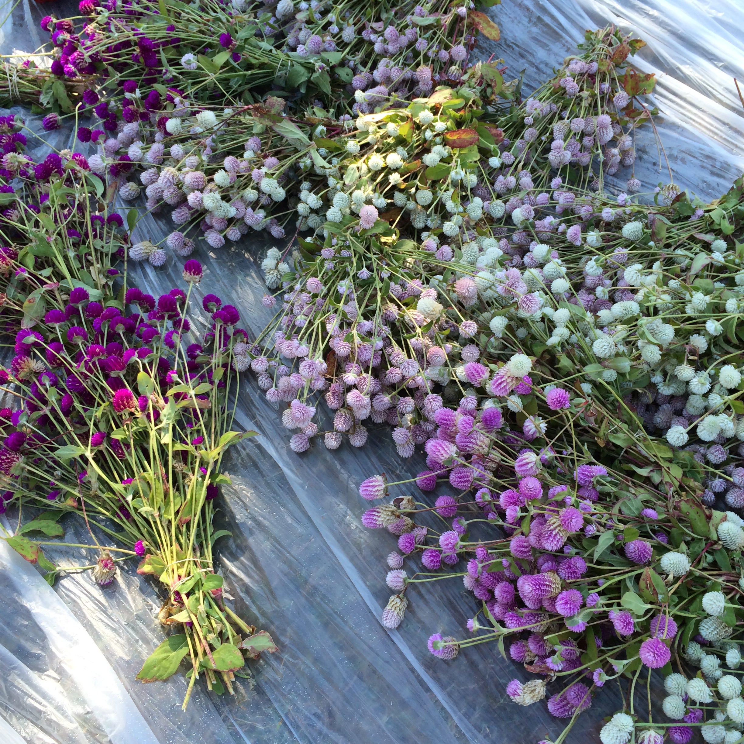 3 Porch Farm Gomphrena globosa QIS Mix Seeds