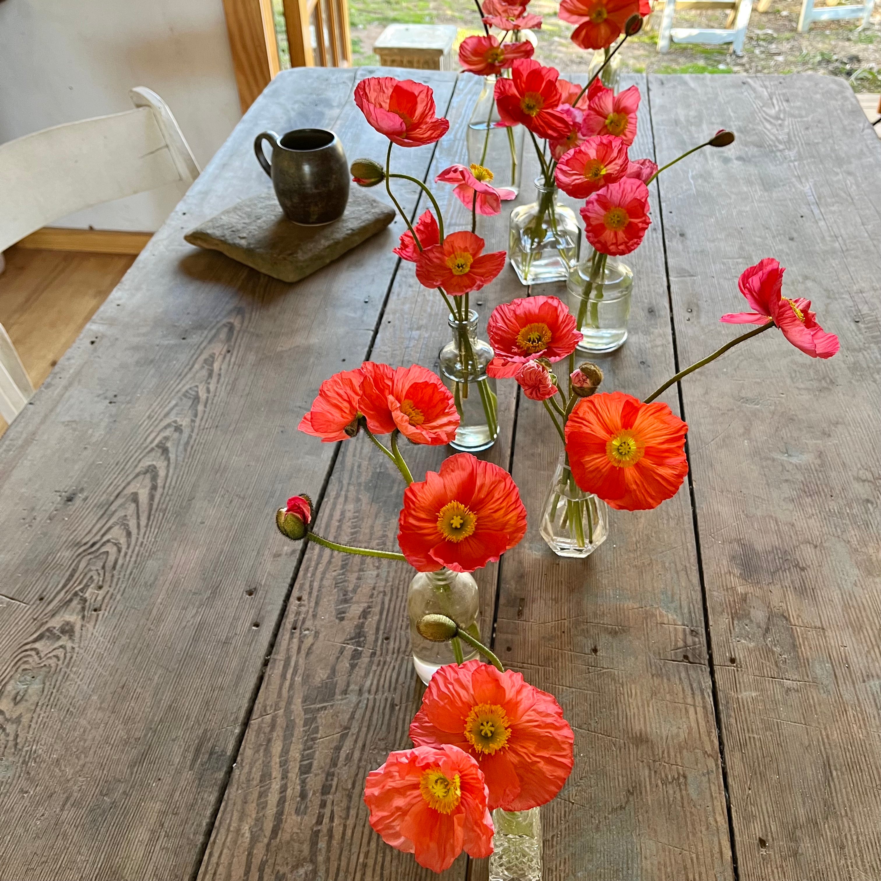 Fresh Cut flowers shipped || Icelandic Poppies ‘Shorties but Cuties’ (More Stems!)