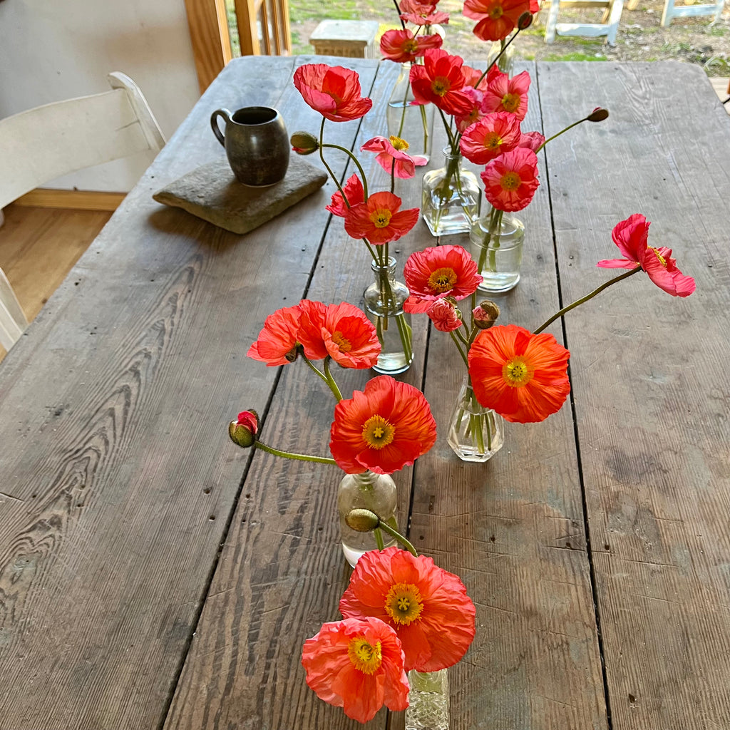 Fresh Cut flowers shipped || Icelandic Poppies ‘Shorties but Cuties’ (More Stems!)