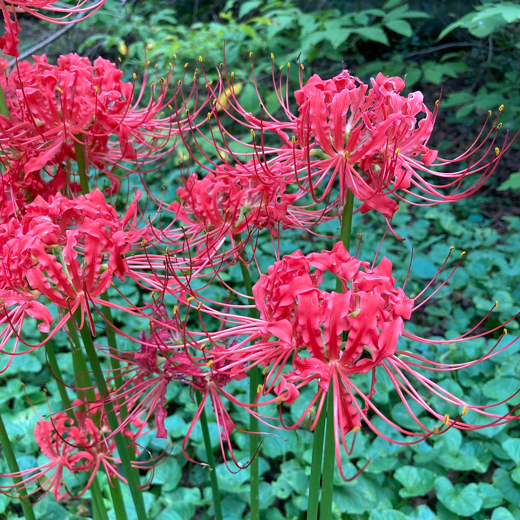 Bulbs || Red Spider Lily