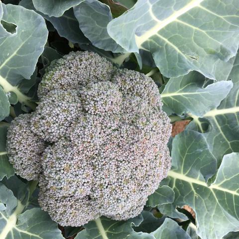 Broccoli 'Belstar'