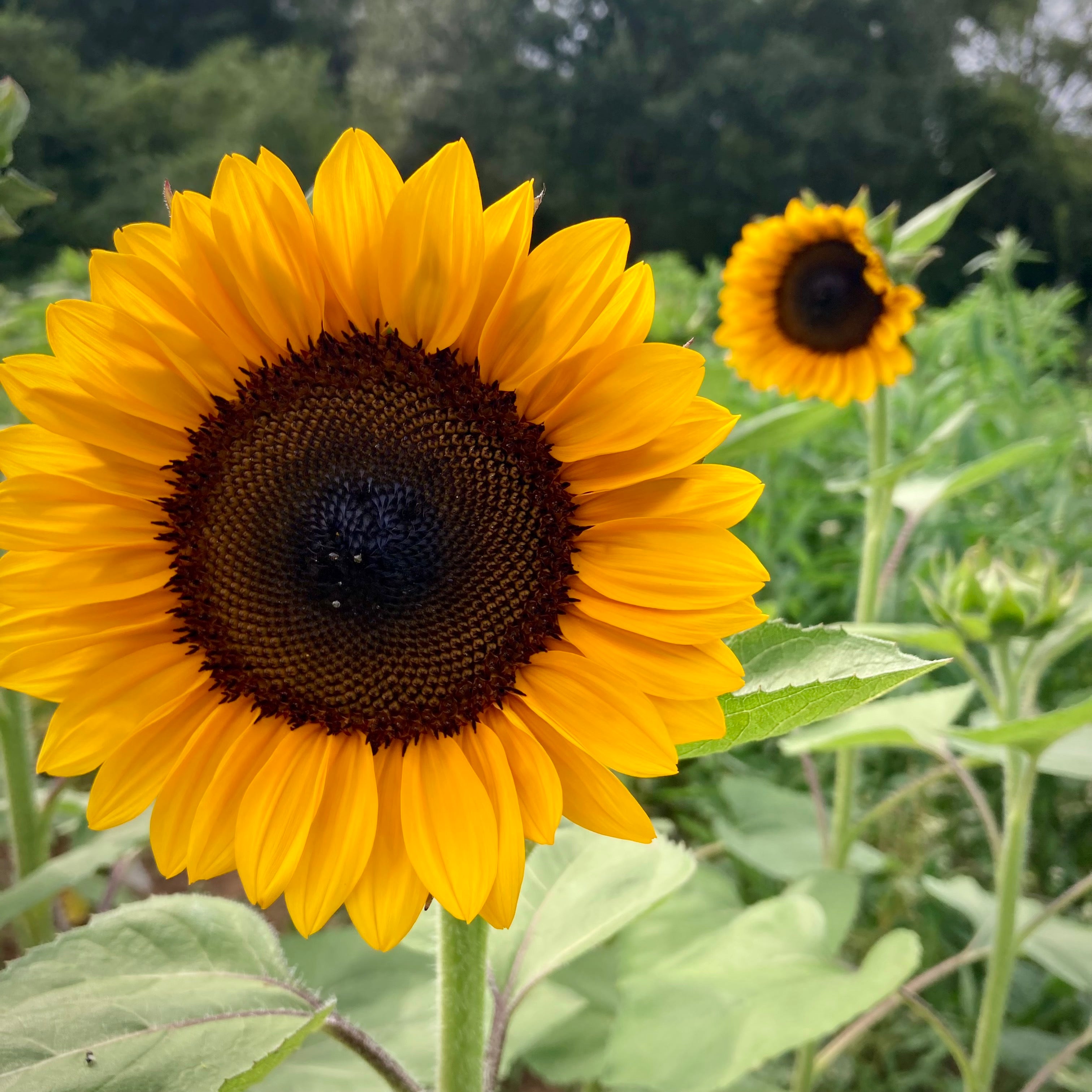 Sunflower 'ProCut® Orange' Seeds