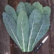 Kale 'Lacinato'