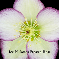 Shipped Plants || Ice N' Roses Hellebore Collection