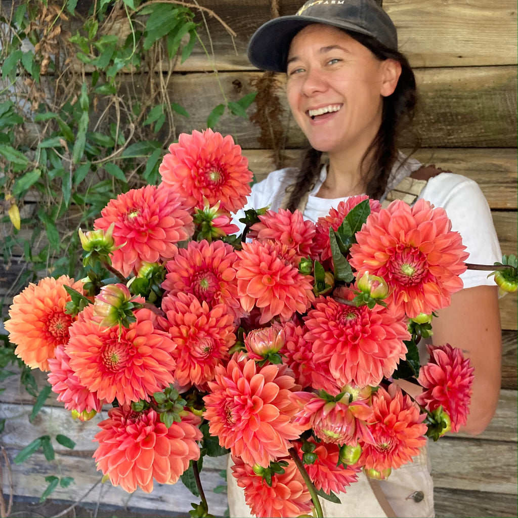 Fresh Cut Flowers Shipped || Dahlias Orange Mix