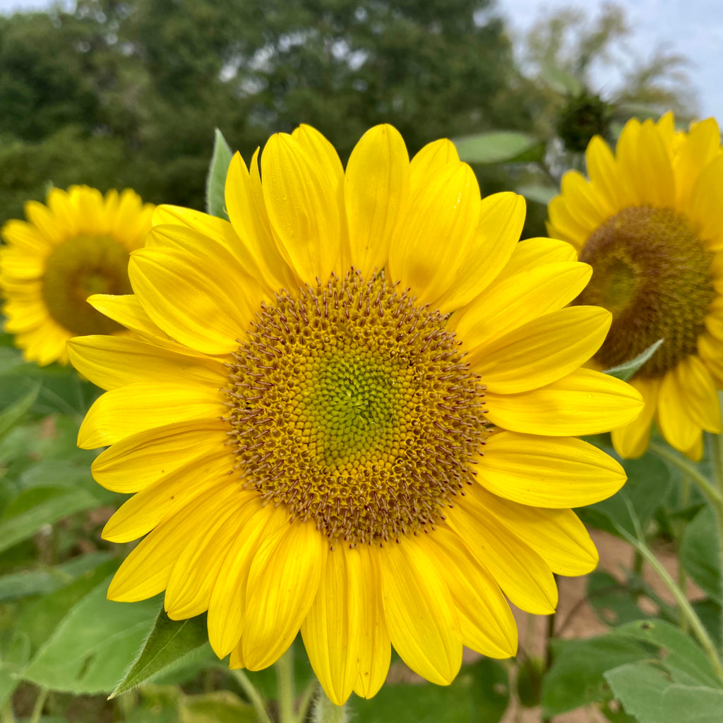 Sunflower Sunrich Lime Seeds – 3 Porch Farm