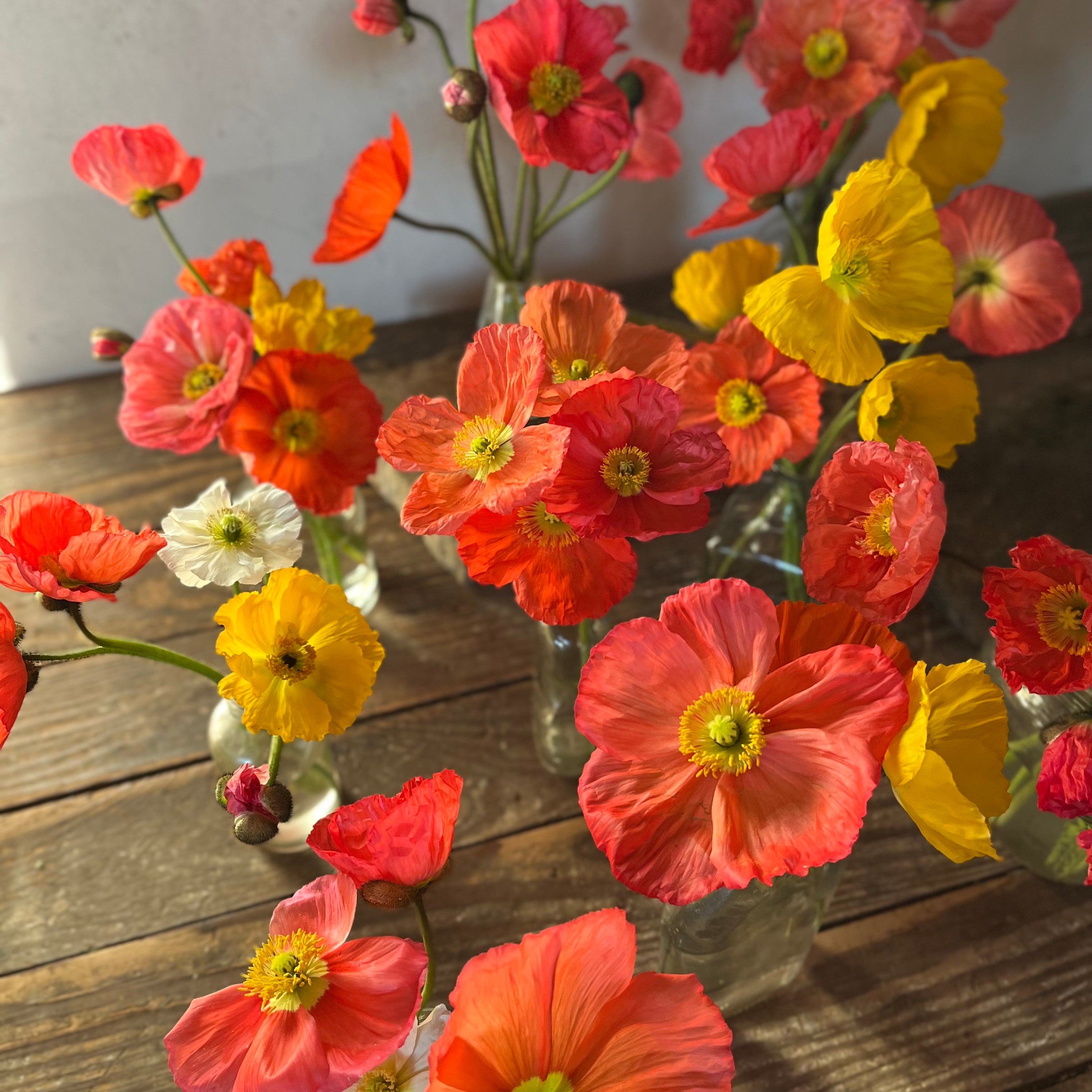 Fresh Cut flowers shipped || Icelandic Poppies ‘Shorties but Cuties’ (More Stems!)