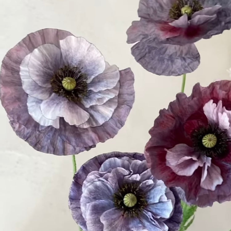 Purple and grey poppies. Easy to grow from seed.