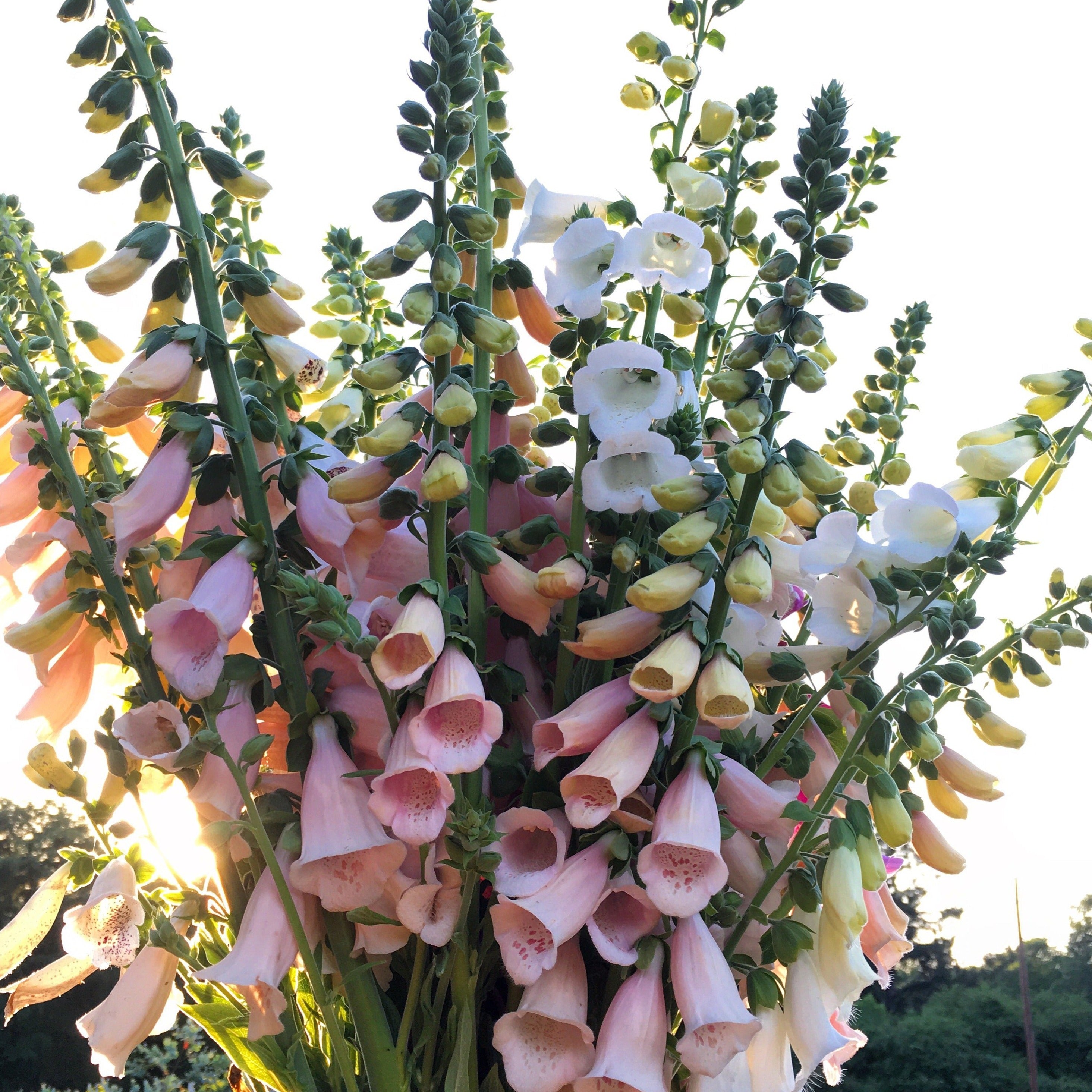 Foxglove 'Apricot Beauty' Seeds