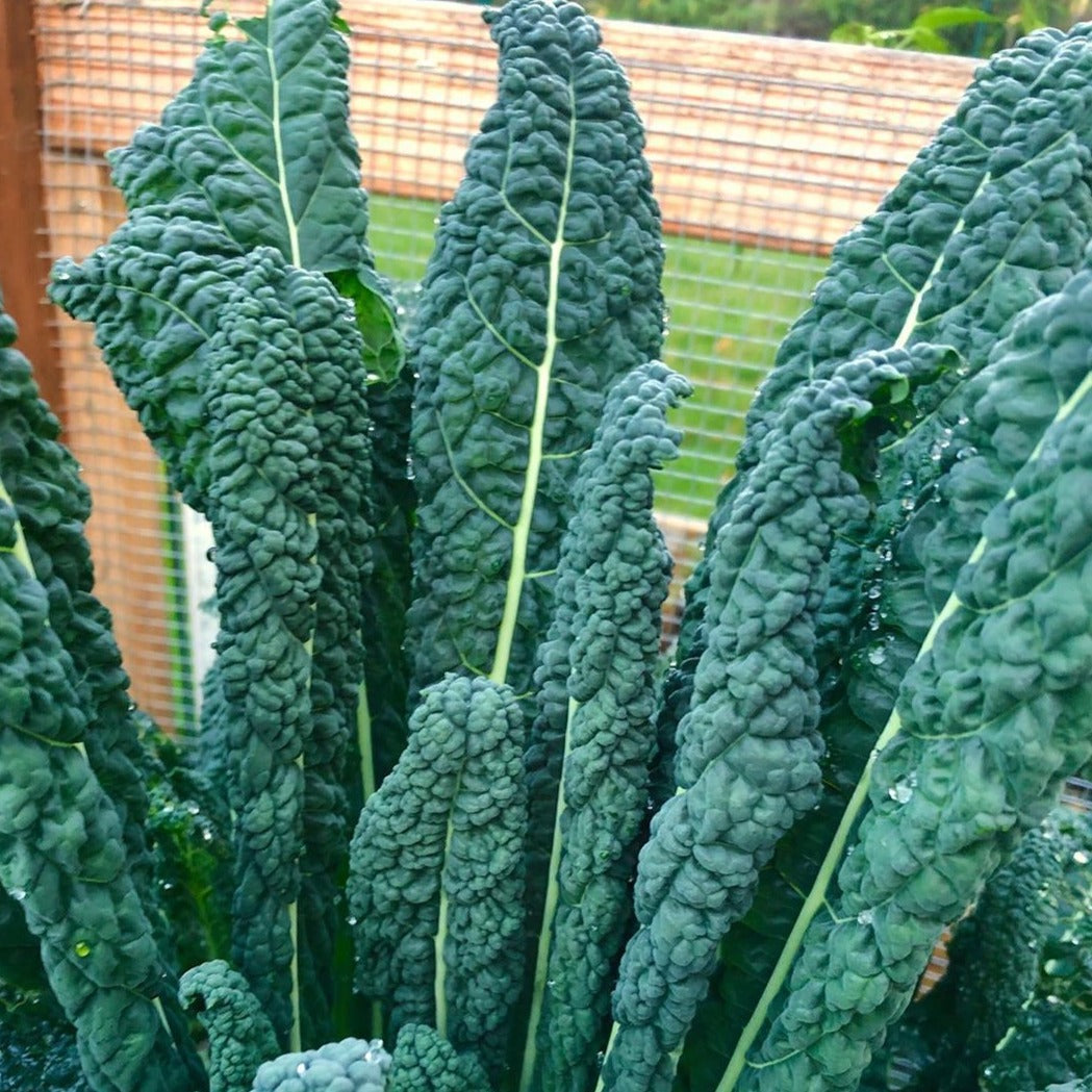 Kale 'Lacinato'