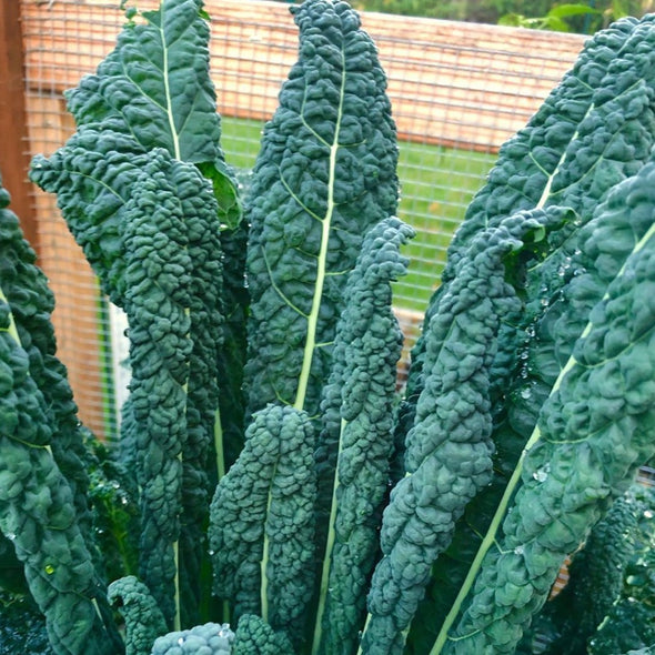 Kale 'Toscano'